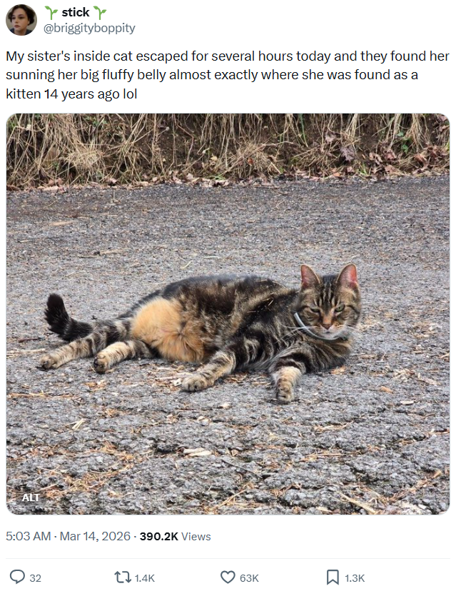 stick @briggityboppity My sister's inside cat escaped for several hours today and they found her sunning her big fluffy belly almost exactly where she was found as a kitten 14 years ago lol ALT 5:03 AM - Mar 14, 2026 - 390.2K Views 32 1.4K 63K ☐ 1.3K