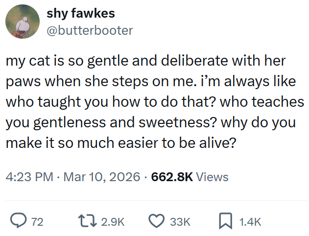 shy fawkes @butterbooter my cat is so gentle and deliberate with her paws when she steps on me. i'm always like who taught you how to do that? who teaches you gentleness and sweetness? why do you make it so much easier to be alive? • 4:23 PM · Mar 10, 2026 662.8K Views 72 12.9K 33K ☐ 1.4K