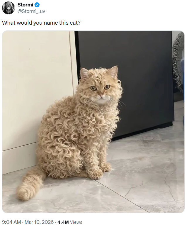 Stormi @Stormi_luv What would you name this cat? 9:04 AM - Mar 10, 2026 - 4.4M Views