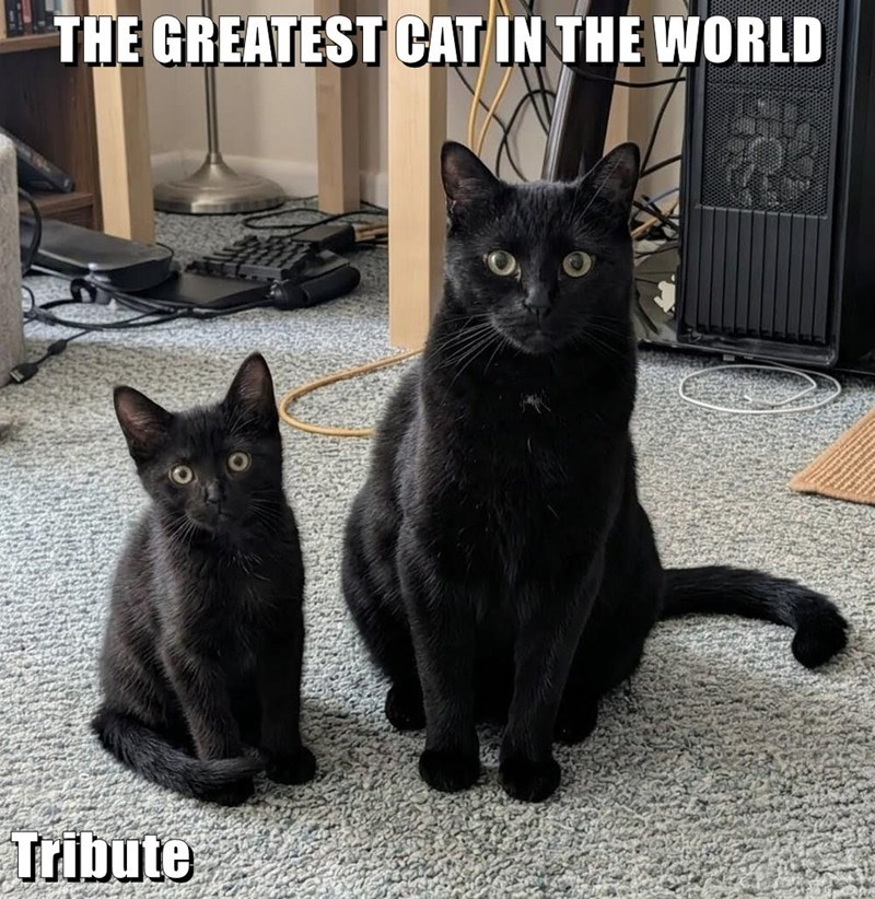 Cheezburger Image 10615475968