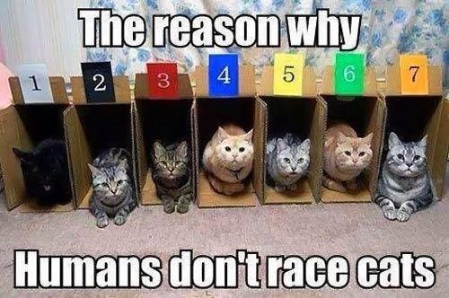 The reason why 1 2 3 4 5 6 7 Humans don't race cats