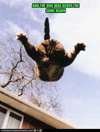 ICANHASCHEEZBURGER.COM AND THE DOG WAS NEVER THE SAME AGAIN