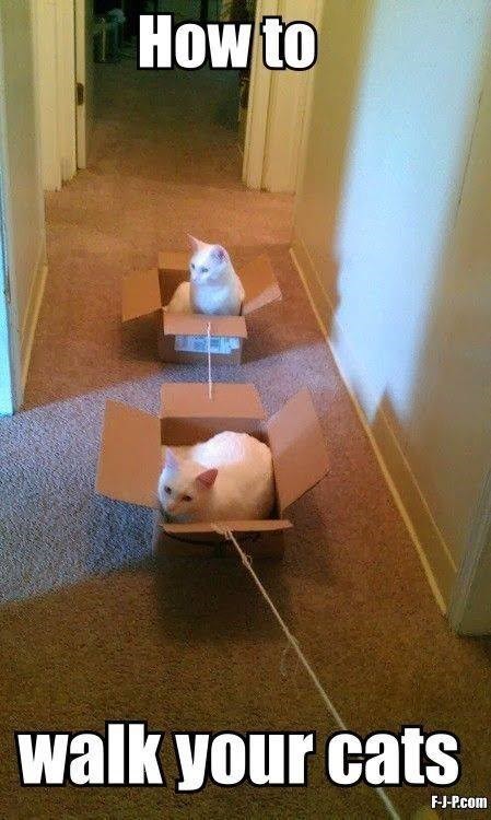 How to walk your cats F-J-P.com