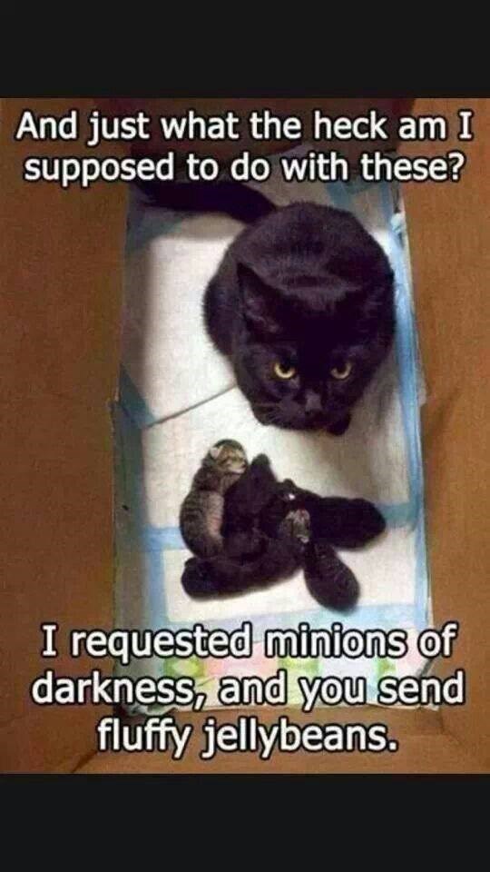 And just what the heck am I supposed to do with these? I requested minions of darkness, and you send fluffy jellybeans.