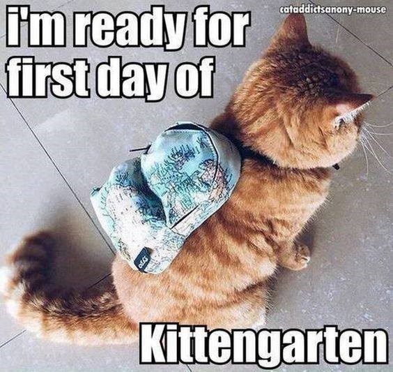 I'm ready for first day of Sypo cataddictsanony-mouse Kittengarten