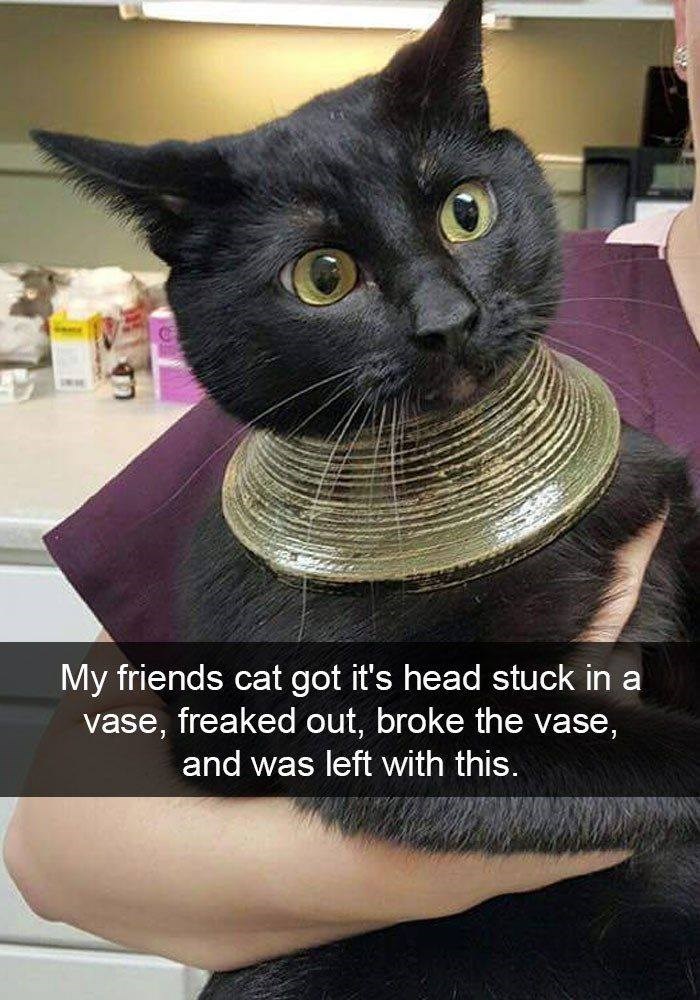 My friends cat got it's head stuck in a vase, freaked out, broke the vase, and was left with this.