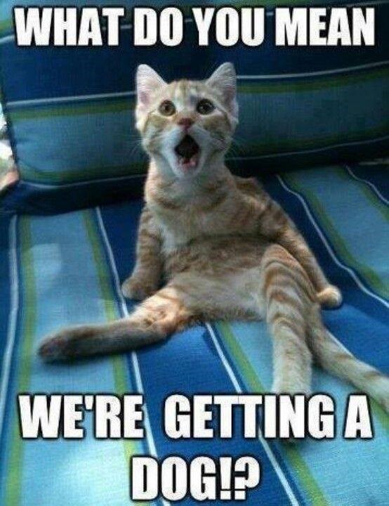 WHAT DO YOU MEAN WE'RE GETTING A DOG!?