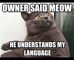 OWNER SAID MEOW HE UNDERSTANDS MY LANGUAGE
