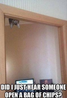 DID I JUST HEAR SOMEONE OPEN A BAG OF CHIPS?