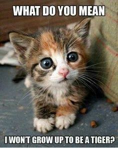 WHAT DO YOU MEAN I WON'T GROW UP TO BE A TIGER?