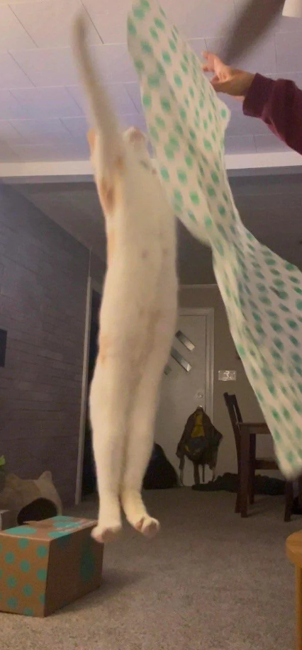 Cheezburger Image 10615485696