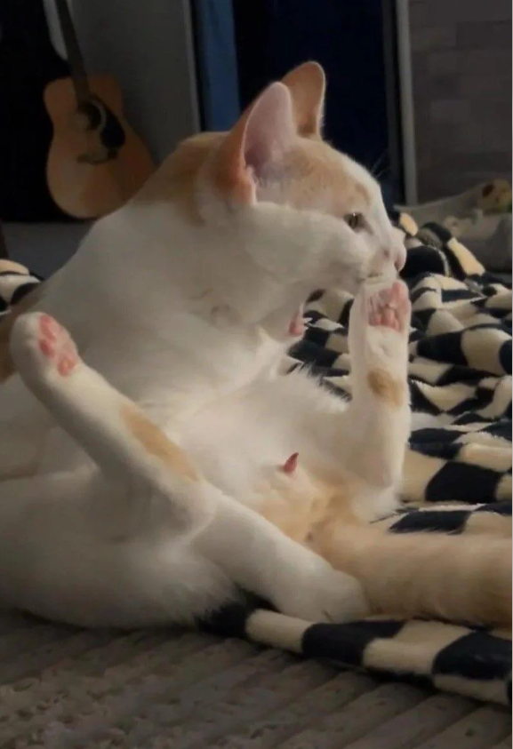 Cheezburger Image 10615485952