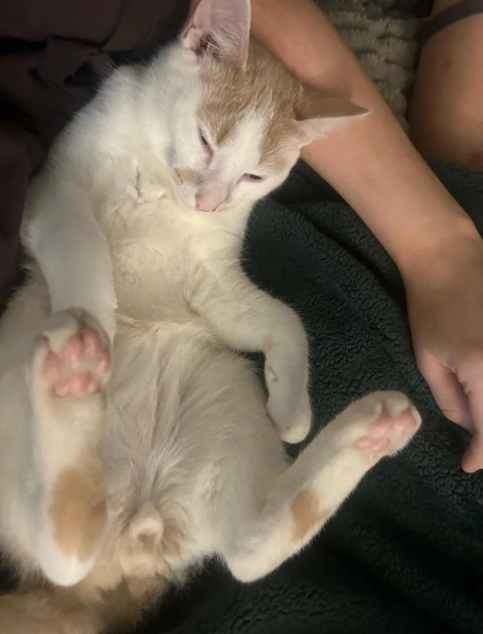 Cheezburger Image 10615486208