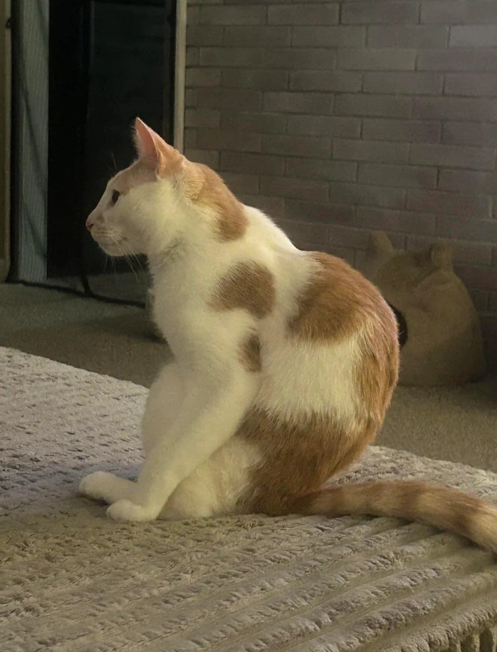 Cheezburger Image 10615486720