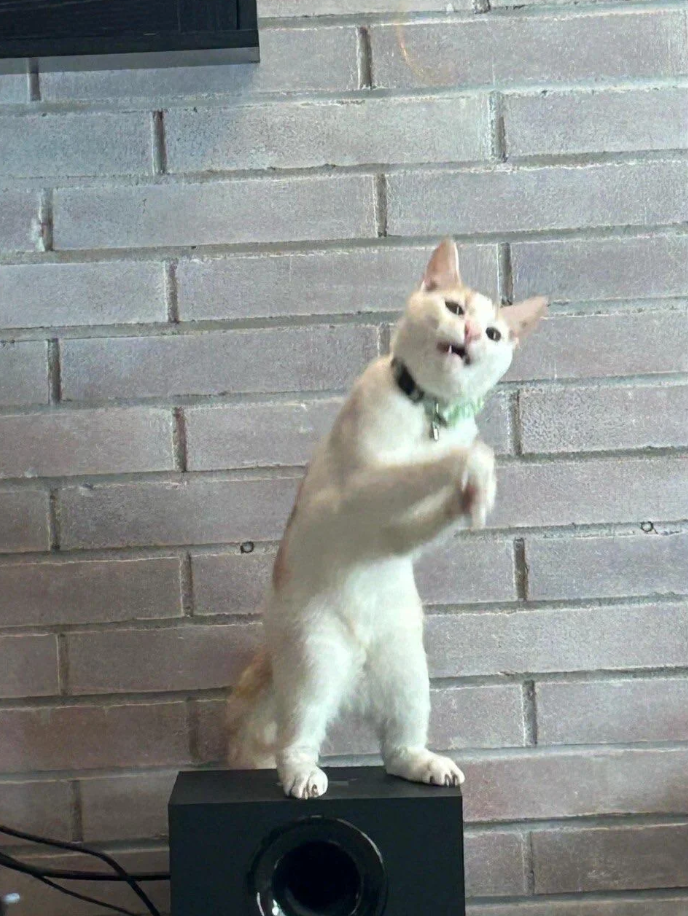 Cheezburger Image 10615486976