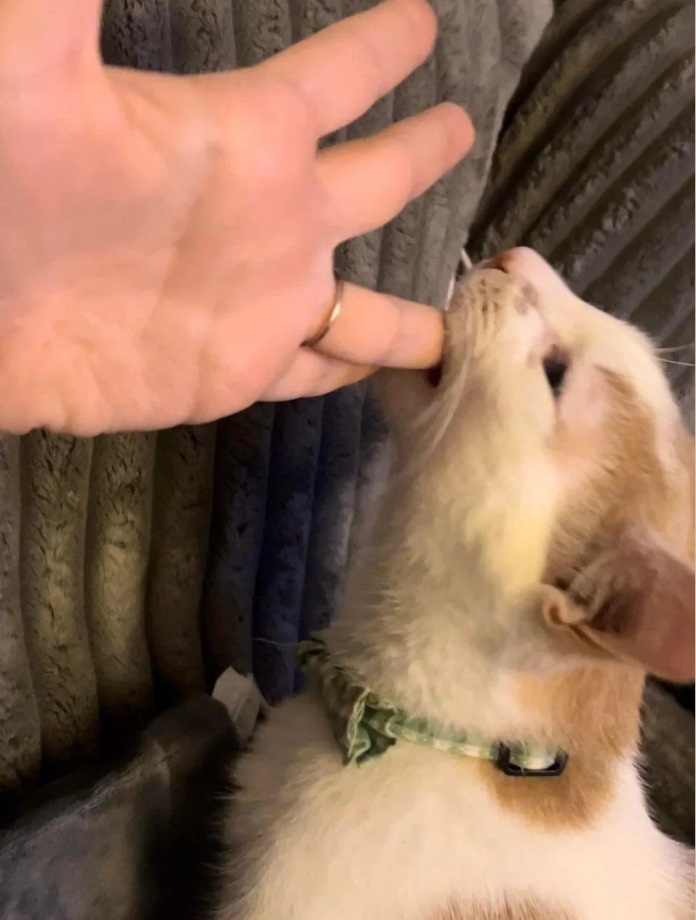 Cheezburger Image 10615487232