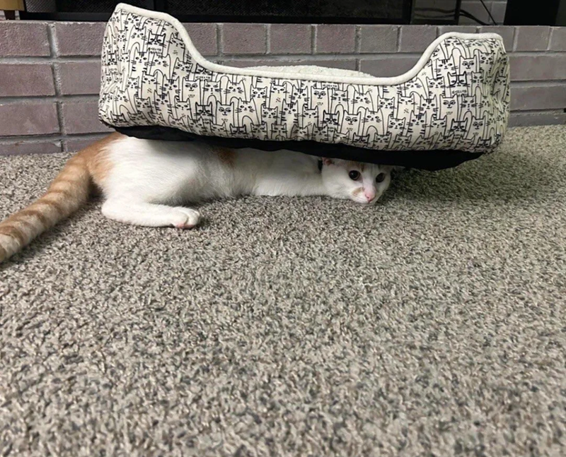 Cheezburger Image 10615487744