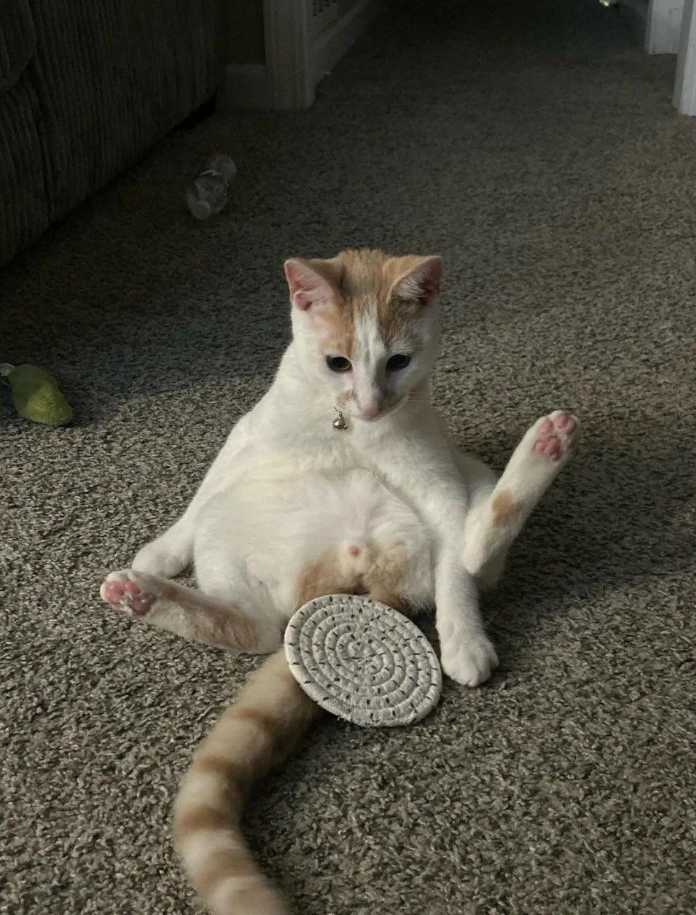 Cheezburger Image 10615489024