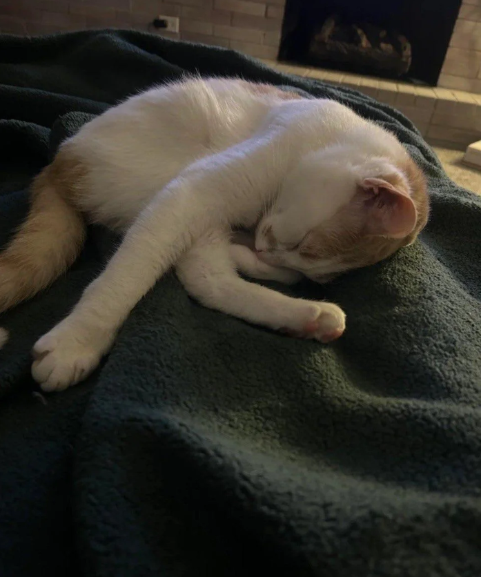 Cheezburger Image 10615489280