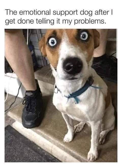 The emotional support dog after I get done telling it my problems. Ο