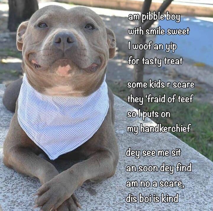 am pibble boy with smile sweet I woof an gip for tasty treat some kids r scare they 'fraid of teef sol puts on my handkerchief dey see me sit an soon dey find am no a scare, dis boi is kind