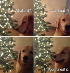 What is it? Can I eat it? I'm gonna eat it.