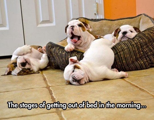 The stages of getting out of bed in the morning...