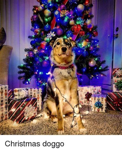 Christmas doggo