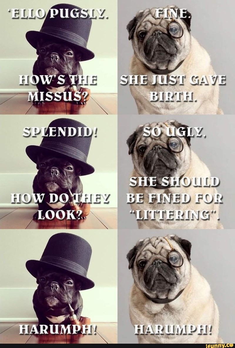 'ELLO PUGSLY. FINE. HOW'S THE MISSUS? SHE JUST GAVE BIRTH. SPLENDID! SO UGLY SHE SHOULD HOW DO THEY LOOK? BE FINED FOR "LITTERING". HARUMPH! HARUMPH! ifunny.co