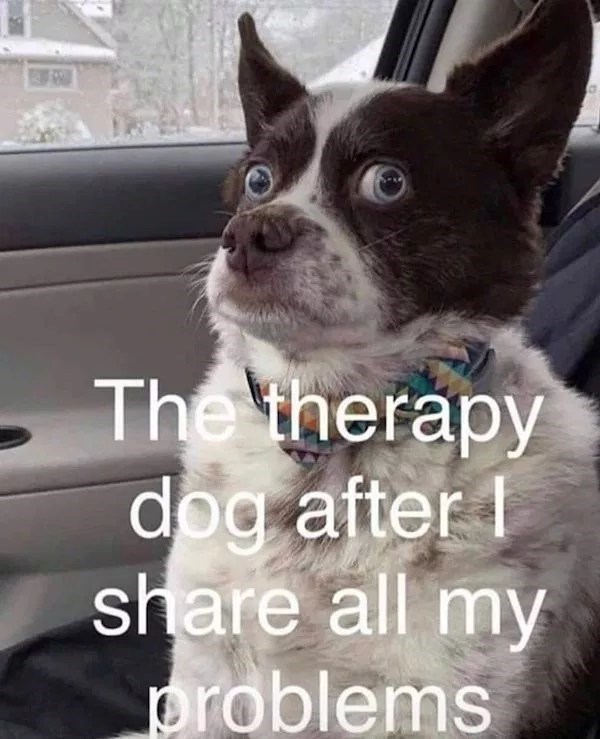 The therapy dog after I share all my problems