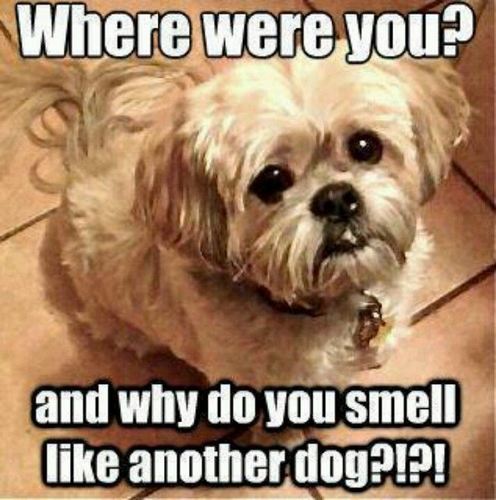 Where were you? and why do you smell like another dog?!?!
