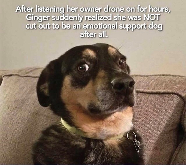 After listening her owner drone on for hours, Ginger suddenly realized she was NOT cut out to be an emotional support dog after all.