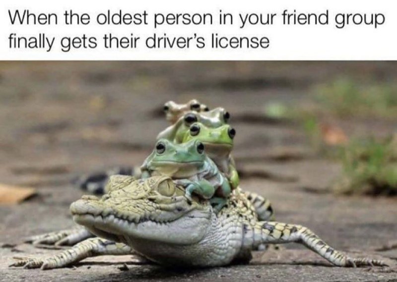 When the oldest person in your friend group finally gets their driver's license