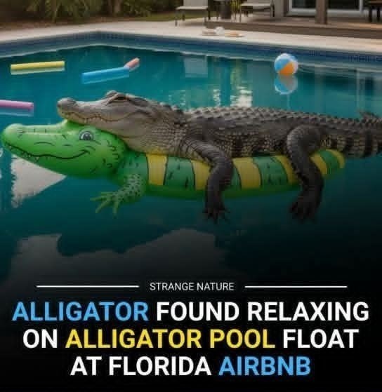 STRANGE NATURE ALLIGATOR FOUND RELAXING ON ALLIGATOR POOL FLOAT AT FLORIDA AIRBNB