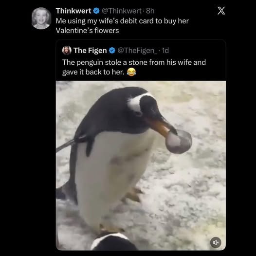 Thinkwert @Thinkwert. 8h Me using my wife's debit card to buy her Valentine's flowers The Figen @TheFigen_.1d The penguin stole a stone from his wife and gave it back to her. X