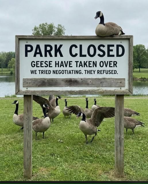 PARK CLOSED GEESE HAVE TAKEN OVER WE TRIED NEGOTIATING. THEY REFUSED.