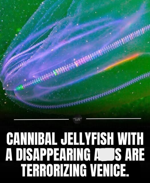 LAST NIGHT CHATS CANNIBAL JELLYFISH WITH A DISAPPEARING A S ARE TERRORIZING VENICE.