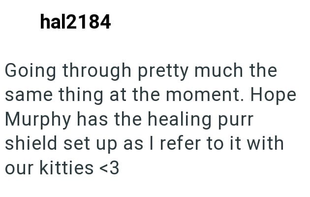 hal2184 Going through pretty much the same thing at the moment. Hope Murphy has the healing purr shield set up as I refer to it with our kitties <3