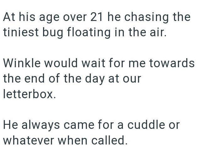 At his age over 21 he chasing the tiniest bug floating in the air. Winkle would wait for me towards the end of the day at our letterbox. He always came for a cuddle or whatever when called.
