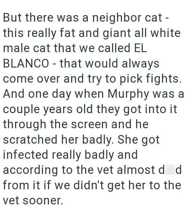 But there was a neighbor cat - this really fat and giant all white male cat that we called EL BLANCO - that would always come over and try to pick fights. And one day when Murphy was a couple years old they got into it through the screen and he scratched her badly. She got infected really badly and according to the vet almost d d from it if we didn't get her to the vet sooner.