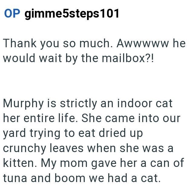OP gimme5steps 101 Thank you so much. Awwwww he would wait by the mailbox?! Murphy is strictly an indoor cat her entire life. She came into our yard trying to eat dried up. crunchy leaves when she was a kitten. My mom gave her a can of tuna and boom we had a cat.