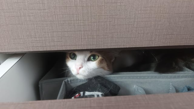 Cheezburger Image 10615529216