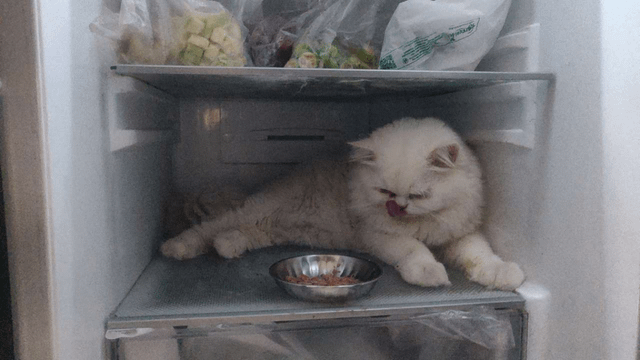 Cheezburger Image 10615529472