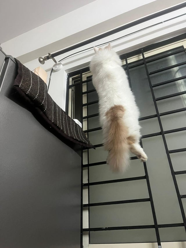 Cheezburger Image 10615529728