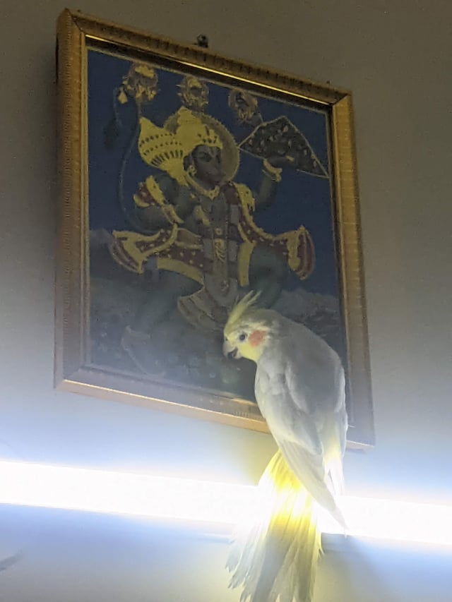 Cheezburger Image 10615529984