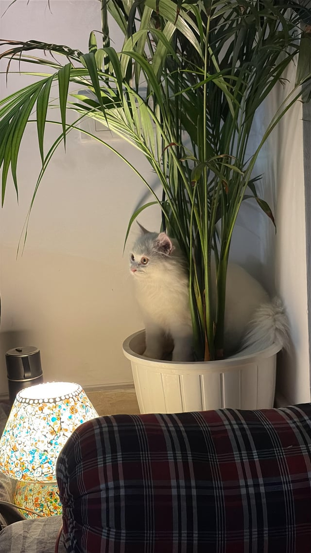 Cheezburger Image 10615531008