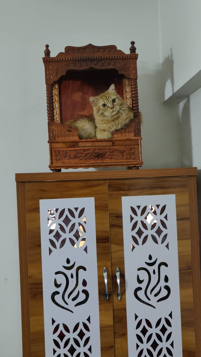 Cheezburger Image 10615531264