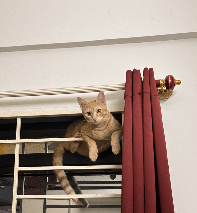 Cheezburger Image 10615531776