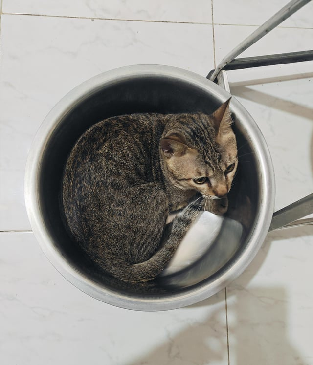 Cheezburger Image 10615534080