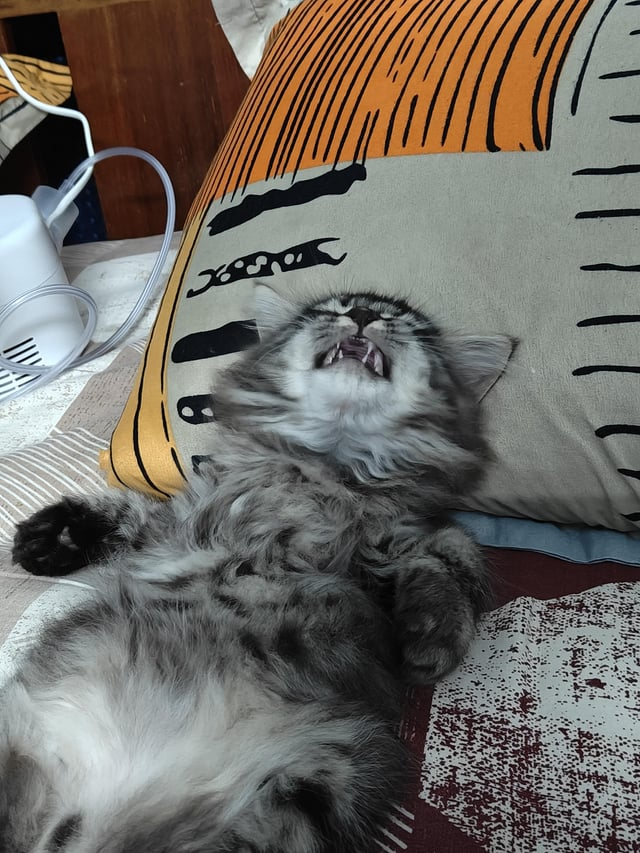 Cheezburger Image 10615534592